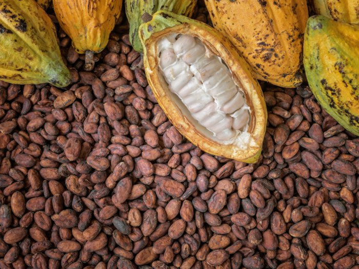 Ecuador Set to Overtake Ghana as World’s Second-Largest Cocoa Producer